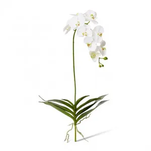 Phalaenopsis DeLuxe Plant - 51 x 34 x 114cm by Elme Living, a Plants for sale on Style Sourcebook