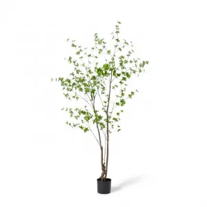 Pieris Tree - 120 x 110 x 210cm by Elme Living, a Plants for sale on Style Sourcebook