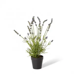 Lavender Bundle-Garden Pot - 10 x 10 x 45cm by Elme Living, a Plants for sale on Style Sourcebook