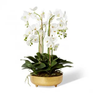 Phalaenopsis White Tiva Bowl - 57 x 57 x 79cm by Elme Living, a Plants for sale on Style Sourcebook