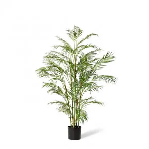 Palm Phoenix  - 75 x 75 x 150cm by Elme Living, a Plants for sale on Style Sourcebook