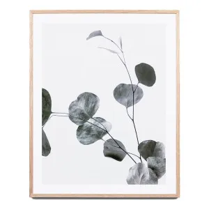 Eucalyptus Branch 2 Framed Print in 103 x 121cm by OzDesignFurniture, a Prints for sale on Style Sourcebook