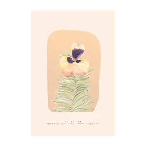 Pastel Pansy , By La Poire by Gioia Wall Art, a Prints for sale on Style Sourcebook