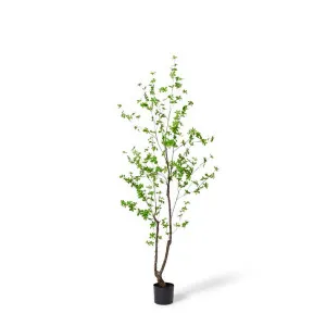 Pieris Potted Tree Green - 90cm x 90cm x 180cm by James Lane, a Plant Holders for sale on Style Sourcebook