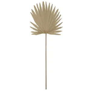 Sun Fan Palm Stem Natural - 96cm by James Lane, a Plants for sale on Style Sourcebook
