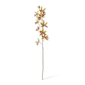 Orchid Oncidium Stem - 50 x 20 x 109cm by Elme Living, a Plants for sale on Style Sourcebook