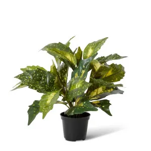 Acuba Bush Potted - 38 x 38 x 35cm by Elme Living, a Plants for sale on Style Sourcebook