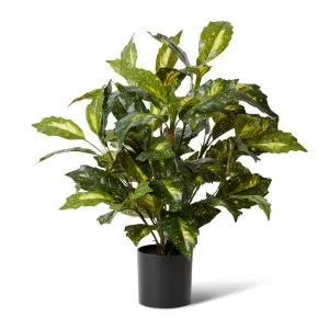 Acuba Bush Potted - 52 x 52 x 64cm by Elme Living, a Plants for sale on Style Sourcebook