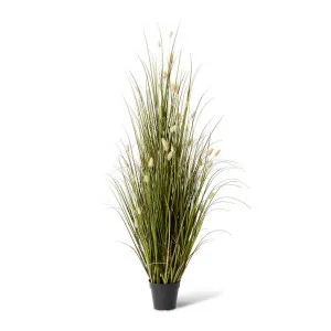 Grass Bunny Tail Potted - 70 x 70 x 152cm by Elme Living, a Plants for sale on Style Sourcebook