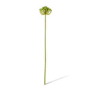 Star Seeding Stem - 11 x 11 x 61cm by Elme Living, a Plants for sale on Style Sourcebook