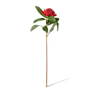 Waratah Flower Stem - 24 x 22 x 69cm by Elme Living, a Plants for sale on Style Sourcebook