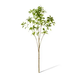 Pieris Japonica Leaf Branch - 48 x 40 x 120cm by Elme Living, a Plants for sale on Style Sourcebook