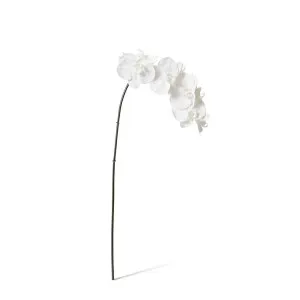 Phalaenopsis Orchid Stem - 20 x 8 x 95 cm by Elme Living, a Plants for sale on Style Sourcebook
