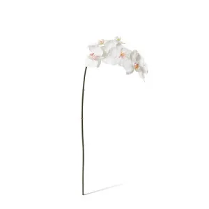 Phalaenopsis Orchid Stem - 20 x 8 x 95 cm by Elme Living, a Plants for sale on Style Sourcebook