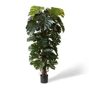 Monstera Totem Potted - 90 x 90 x 180 cm by Elme Living, a Plants for sale on Style Sourcebook