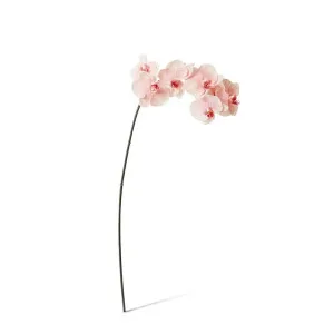 Phalaenopsis Orchid Stem - 20 x 8 x 95 cm by Elme Living, a Plants for sale on Style Sourcebook