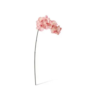 Phalaenopsis Orchid Stem - 20 x 8 x 95 cm by Elme Living, a Plants for sale on Style Sourcebook