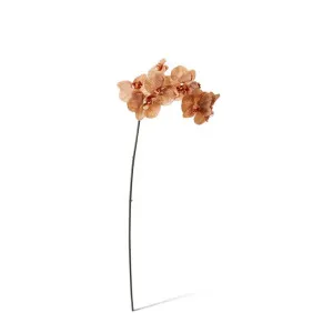 Phalaenopsis Orchid Stem - 20 x 8 x 95 cm by Elme Living, a Plants for sale on Style Sourcebook