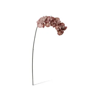 Phalaenopsis Orchid Stem - 20 x 8 x 95 cm by Elme Living, a Plants for sale on Style Sourcebook