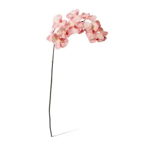 Phalaenopsis Orchid Stem - 20 x 8 x 112 cm by Elme Living, a Plants for sale on Style Sourcebook