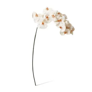 Phalaenopsis Orchid Stem - 20 x 8 x 112 cm by Elme Living, a Plants for sale on Style Sourcebook