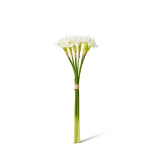 Paperwhite Flower Bundle - 13 x 13 x 43 cm by Elme Living, a Plants for sale on Style Sourcebook