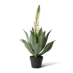 Aloe Flowering Plant Potted - 46 x 46 x 80 cm by Elme Living, a Plants for sale on Style Sourcebook