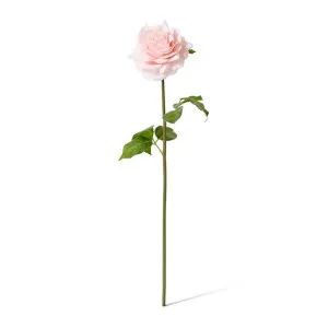 Rose Rambler Short Stem (RT) - 14 x 12 x 45 cm by Elme Living, a Plants for sale on Style Sourcebook