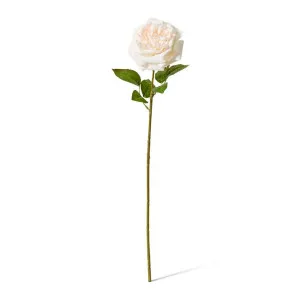 Rose Austin Stem (RT) - 22 x 14 x 66 cm by Elme Living, a Plants for sale on Style Sourcebook