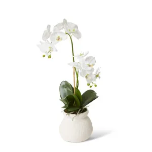 Phalaenopsis Grand - Wanda Vase - 33 x 33 x 63 cm by Elme Living, a Plants for sale on Style Sourcebook