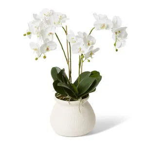 Phalaenopsis Grand - Wanda Vase - 56 x 40 x 68 cm by Elme Living, a Plants for sale on Style Sourcebook