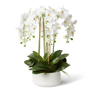 Phalaenopsis Deluxe - Yvette Bowl - 70 x 70 x 62 cm by Elme Living, a Plants for sale on Style Sourcebook