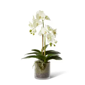 Phalaenopsis Lush - Vera Vase - 34 x 34 x 63 cm by Elme Living, a Plants for sale on Style Sourcebook
