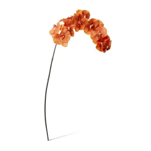 Phalaenopsis Orchid Stem - 20 x 8 x 112cm by Elme Living, a Plants for sale on Style Sourcebook