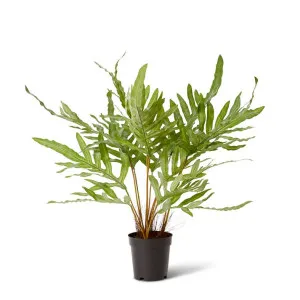 Fern Rabbit Foot Potted - 70 x 70 x 59cm by Elme Living, a Plants for sale on Style Sourcebook