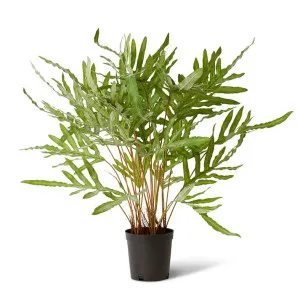 Fern Rabbit Foot Potted - 90 x 90 x 86cm by Elme Living, a Plants for sale on Style Sourcebook