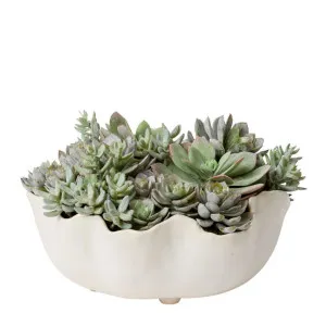 Echeveria & Sedum Mix - Emaline Bowl by James Lane, a Plants for sale on Style Sourcebook