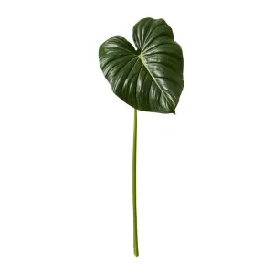 Philodendron Leaf Stem - 90cm by James Lane, a Plants for sale on Style Sourcebook