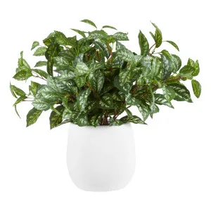 Angel Bush Tub Pot 56x49cm in Variegated/White by OzDesignFurniture, a Plant Holders for sale on Style Sourcebook