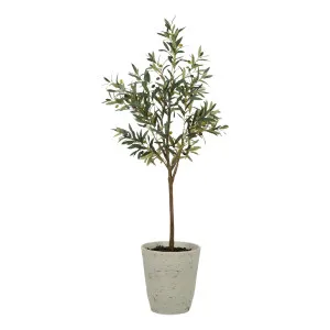 Olive Potted Tree 75x166cm in Green by OzDesignFurniture, a Plant Holders for sale on Style Sourcebook