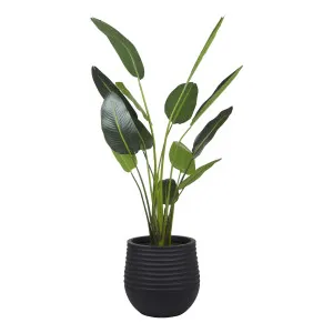 Bird of Paradise Planter 107x208cm in Green/Black by OzDesignFurniture, a Plants for sale on Style Sourcebook