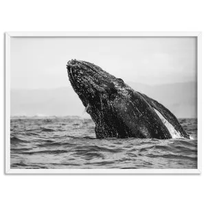 Humpback Whale Breach Landscape - Art Print by Print and Proper, a Prints for sale on Style Sourcebook