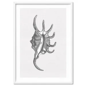 Sea Shells in Grey | Spider Conch  - Art Print by Print and Proper, a Prints for sale on Style Sourcebook