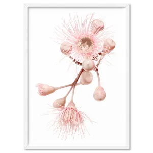 Blushing Gumtree Blossom - Art Print by Print and Proper, a Prints for sale on Style Sourcebook