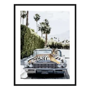 Rodeo Tiger Framed Print in 61 x 84cm by OzDesignFurniture, a Prints for sale on Style Sourcebook