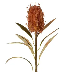 Dried Look Banksia Stem 56Cm Tan by Florabelle Living, a Plants for sale on Style Sourcebook