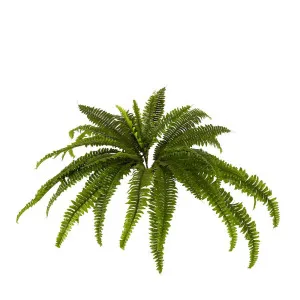 Boston Fern Bush Medium by Florabelle Living, a Plants for sale on Style Sourcebook