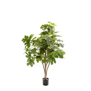 Fig Tree 1.1M by Florabelle Living, a Plants for sale on Style Sourcebook