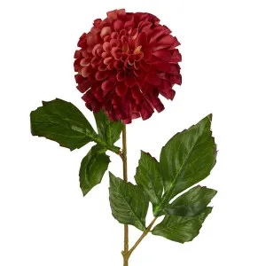 Pompom Ball Dahlia Stem 62Cm Burgundy by Florabelle Living, a Plants for sale on Style Sourcebook