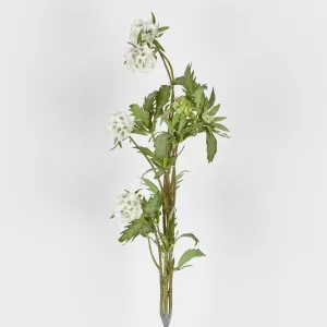 Scabiosa Spray 94Cm by Florabelle Living, a Plants for sale on Style Sourcebook